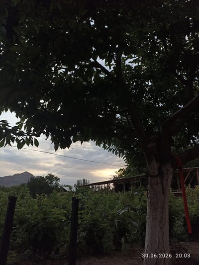 The image captures an outdoor scene at dusk in Batken City, Kyrgyzstan. A large tree with dark green leaves dominates the foreground, its trunk visibly whitewashed and textured. The tree's branches extend across the top of the frame, obscuring parts of the sky. Beyond the tree, a lush green garden or field is visible, with some taller plants and what appears to be a fence. In the background, a mountain range rises against a cloudy sky, with the soft glow of the setting sun visible on the horizon. A simple wooden structure, possibly a shed or shelter, is also present in the mid-ground. The overall atmosphere is peaceful and serene, suggesting a rural or semi-rural setting. The date and time stamp "30.06.2026 20:03" is visible in the bottom right corner. The weather appears calm with scattered clouds, indicative of early evening.