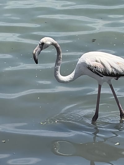 A close-up, medium shot captures a single flamingo wading in shallow, murky water. The bird, primarily white with subtle pink and black markings on its wings, is positioned in the right half of the frame. Its long, curved neck is bent, and its head is down, suggesting it is feeding or investigating the water. The flamingo's long, thin legs are visible, submerged in the water, with their reflections creating distorted shapes below. The water surface exhibits gentle ripples and small disturbances, with a few scattered white specks possibly representing salt or debris. The background consists entirely of the rippled water, its muted grey-blue tones suggesting an overcast or diffused lighting condition. The scene appears to be set in a natural body of water, such as the mudflats or salt pans characteristic of the Salinas y Arenales de San Pedro del Pinatar Regional Park in San Pedro del Pinatar, Spain.