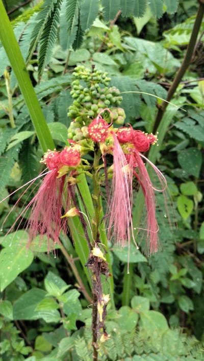 A close-up, eye-level shot captures a vibrant pink flower with a cluster of unripe green buds behind it. The flower's petals are a rich red, adorned with bright yellow stamens. Delicate, long pink filaments extend downwards, creating a feathery appearance. The flower is set against a backdrop of lush green foliage, suggesting a natural, possibly humid environment. The image is taken in Bintangpermata, Indonesia.