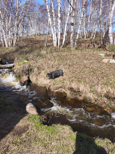 The image depicts a natural scene in Nagornyi, Russia. A stream flows through the foreground, with grassy banks on either side. A black dog lies on the right bank, close to the water's edge. In the background, a grove of birch trees is visible. The trees are mostly bare, indicating it's likely early spring or late fall. The day is sunny and clear, with a blue sky visible through the branches.