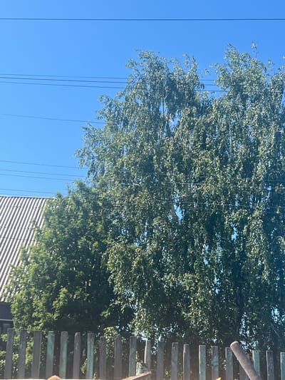 A view of a rural scene in Zudilovo, Russia, on a clear, sunny day. The image is dominated by a large, leafy tree with green foliage, its branches extending across the frame. Behind the tree, a portion of a building with a corrugated metal roof is visible on the left. In the foreground, a weathered wooden fence made of vertical posts stretches across the bottom of the image. Power lines are suspended in the bright blue sky above. No people or animals are present.
