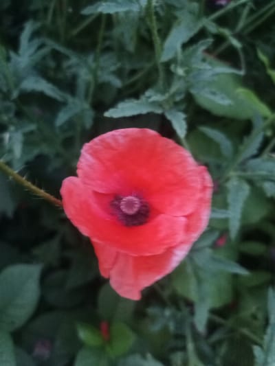 A close-up, high-angle shot features a bright red poppy flower in full bloom, centered against a blurred background of green foliage. The poppy's petals are soft and delicate, with a dark purple center. A thin, fuzzy stem extends from the left side of the flower. The scene is captured in a natural outdoor setting. This image does not provide any information to determine its location in Yampil, Ukraine.