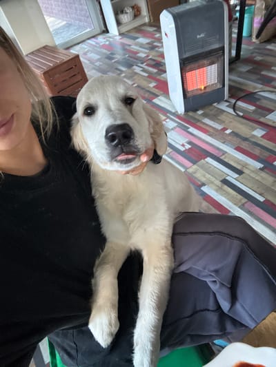 A person is holding a golden retriever puppy. The puppy is lying on their chest, looking up at the camera. The puppy has a black collar and is sticking its tongue out slightly. The person is wearing a black shirt. In the background, there is a portable heater, a wooden crate, a shelf, and a wall with multicolored planks. The location is likely indoors, possibly a residence. The location is not confirmed to be Ptichnoye, Russia.