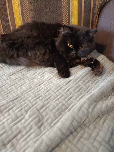 A long-haired black cat with dense fur and prominent orange-amber irises is depicted lying on a light gray, textured blanket. The cat's ears appear slightly flattened, and its left forepaw extends forward on the blanket. In the background, a section of brown and gold patterned upholstery with geometric designs is visible, likely part of a sofa or chair. A solid dark gray upholstered surface is present to the right. The scene is an indoor domestic environment, located in Wilhelmshaven, Germany.