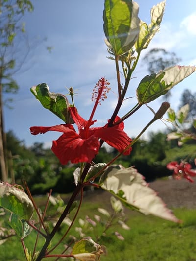 A vibrant red hibiscus flower, featuring five distinct petals and a prominent stamen column with yellow anthers, is in sharp focus, positioned slightly left of the frame's center. A single water droplet rests on a lower red petal. The flower is attached to a dark stem with multiple green leaves, some displaying white variegation along their margins. Smaller undeveloped leaves and buds are also visible on the stem. The scene is outdoors, brightly illuminated by direct sunlight from the upper right, which creates a lens flare. The background is shallowly focused, showing blurred green foliage, a patch of green grass, and a darker ground surface. A second, out-of-focus red flower is present in the lower right background. The upper portion of the image reveals a clear blue sky. No specific architectural or geographical landmarks are discernible to precisely identify a location within Ouderkerk aan de Amstel, Netherlands; the environment appears to be a garden or natural outdoor setting.
