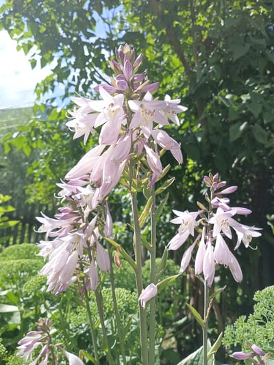 A cluster of light purple hosta flowers blooms against a blurred background of green foliage and dappled sunlight. The flowers are delicate and trumpet-shaped, with some buds still closed at the top of the stalks. The overall scene suggests a garden setting bathed in natural light. The image is a close-up of the flowers, emphasizing their intricate details and soft colors. The location is unknown, and there are no people or animals present.