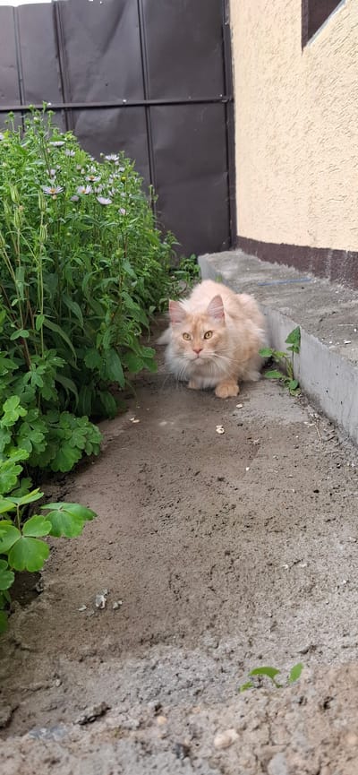 A fluffy, light-orange cat with yellow eyes is crouched on a dirt path next to a concrete curb. Green plants with small white flowers grow to the left of the cat, and a dark metal fence is visible behind the plants. To the right of the curb, a textured, light-colored wall extends upwards. The scene appears to be in a backyard or garden area.