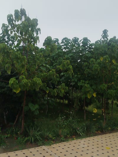 The image shows a row of trees with large green leaves and some yellowing leaves. The trees are in a park-like setting with dense foliage in the background. A tiled pathway is visible in the foreground. The sky is overcast, suggesting a cloudy or foggy day. The scene appears to be located outdoors, in a natural environment within the city of Aravan, Kyrgyzstan. There are no people visible in the image. The trees are the primary subjects, with the pathway serving as a secondary element of the composition. The overall impression is one of a serene, green landscape under a muted sky.