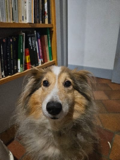 The image displays a head-on, medium close-up view of a Shetland Sheepdog, or similar long-haired collie breed, positioned indoors in Gif-sur-Yvette, France. The dog exhibits a tri-color coat with white markings on its muzzle and a blaze on its forehead, tan coloration around its eyes and cheeks, and darker fur on its ears and body. Its dark, round eyes are fixed directly on the viewer, and its black nose is prominent. The dog's fur appears fluffy. In the background to the left, a wooden bookshelf holds multiple books of various sizes and colors, including titles in French such as "chats" (cats) and "chiens" (dogs). To the right, a plain, light-colored wall with a vertical darker line, possibly a door frame or corner, is visible. The floor, partially observed at the bottom of the frame, is constructed of terracotta tiles arranged in a geometric pattern. A light-colored, indeterminate object is partially present in the bottom left corner.
