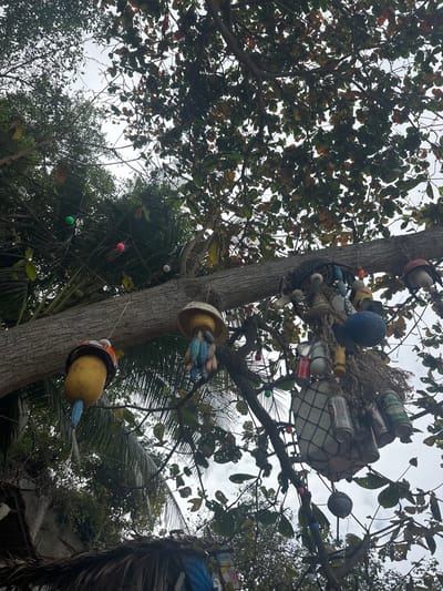 A tall tree is adorned with unconventional decorations. Recycled cans are gathered in a net-like structure, alongside blue and white spheres. Below, a bucket-shaped container holds numerous small, colorful, elongated objects. Further down, yellow buoys are attached. String lights with colorful spherical bulbs are strung around the tree. The tree is surrounded by lush foliage and an overcast sky provides ambient light.