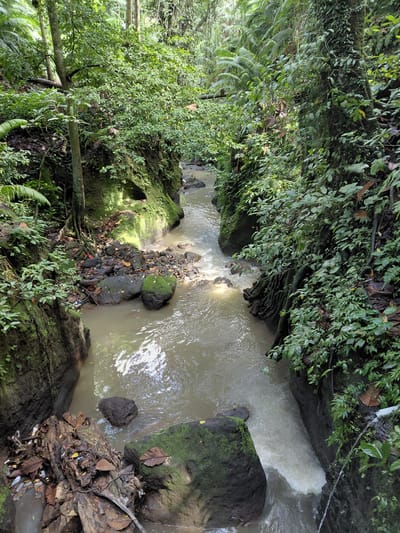 The image depicts a narrow gorge with a flowing stream of murky water. The gorge walls are steep and covered in lush green vegetation, including ferns and moss-covered rocks. Trees with exposed roots line the banks, and fallen leaves and debris are visible along the water's edge. Sunlight filters through the dense foliage, creating dappled patterns on the water and rocks. The stream appears to be a natural watercourse, possibly in a tropical rainforest environment.