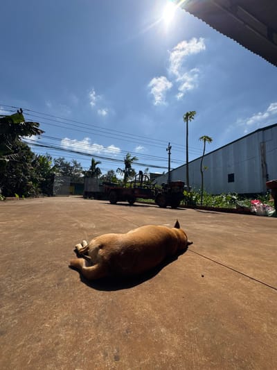 A brown and black dog rests on a concrete surface in the sunlight. A building lines the opposite edge, with utility lines and palm trees in between. Farm equipment sits parked alongside the building. The clear blue sky is dotted with white clouds.
