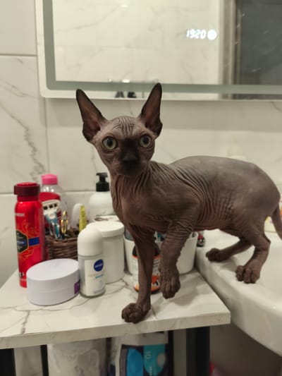 A hairless cat, likely a Sphynx breed, stands on a marble-patterned countertop in what appears to be a bathroom. The cat has wrinkled skin and large ears. Several toiletries are visible on the counter, including a red aerosol can, a pink bottle, a wicker basket containing a razor and scissors, a white pump bottle, a white roll-on deodorant, and a white jar with a purple label. In the background, a mirror is mounted on a tiled wall, displaying a digital clock showing "19:20". The cat is positioned to the right of the frame, with its front right paw extended towards a sink. The scene is brightly lit. There is no information in the image to suggest a location in the city of Речицы, Russia.