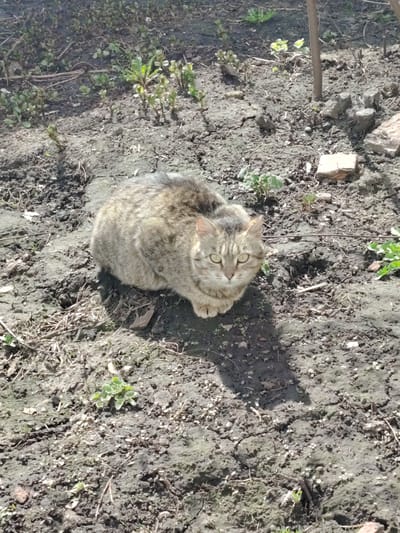 A tabby cat with light brown, grey, and black fur is centrally positioned, sitting on bare, somewhat dry and cracked soil. Its bright, light green eyes are focused directly on the viewer. The cat's body is curled into a compact loaf shape, with its front paws tucked beneath it.
The setting is an outdoor area, likely a garden or yard in Сусады-Эбалак, Russia. The ground is predominantly dark brown soil, interspersed with small, sparse green plants, weeds, and dry twigs. There are a few scattered rocks and what appears to be a small, light-colored brick or stone chunk on the right side of the frame. The lighting is bright and sunny, casting a distinct shadow from the cat onto the ground directly in front of it, indicating a clear day. The cat appears calm and alert. No visible text is present in the image.