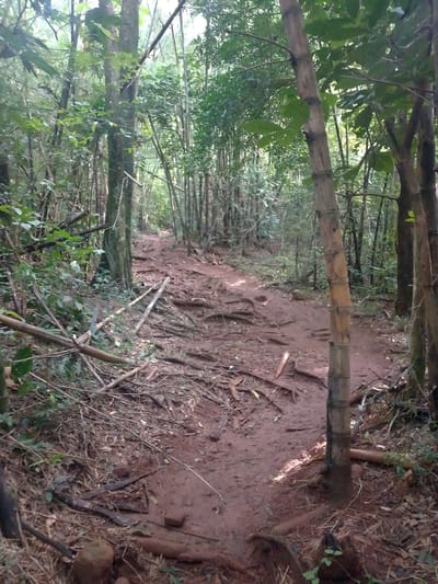 This image presents a tranquil, unpaved forest trail in Villarrica, Paraguay, characterized by its reddish-brown soil, indicative of iron-rich earth. The path winds gently through a dense woodland, disappearing into the lush green foliage in the distance.

The setting is a vibrant forest, rich with various tree types. Prominently featured are numerous tall, slender tree trunks, many resembling bamboo, especially on the right side of the frame and in the background, creating a sense of height and depth. Other trees with thicker, potentially moss-covered trunks are also visible, surrounded by abundant green leaves and undergrowth. The forest floor is natural and rugged, with countless exposed tree roots crisscrossing the trail, suggesting a well-trodden but untamed path. Fallen branches, dried leaves, and other organic debris are scattered along the sides of the path and on the ground.

Patches of sunlight filter through the dense canopy, creating dappled light and shadow on the path and surrounding vegetation, indicating it is daytime, likely during a period of clear weather. No people or human activity are visible, emphasizing the untouched and peaceful nature of the environment. The scene evokes a sense of quiet exploration and immersion in a natural, biodiverse ecosystem.