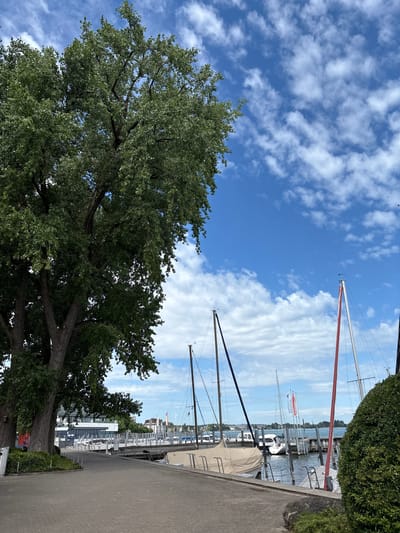 A paved walkway runs alongside a body of water filled with docked sailboats in Rorschach, Switzerland. A large tree with lush green foliage stands to the left of the walkway, its trunk thick and gnarled. The sky above is a vibrant blue, dotted with fluffy white clouds. In the background, a modern building with large windows and a glass facade is visible, suggesting a commercial or public space. Further in the distance, more buildings with red roofs line the waterfront. The sailboats, with their masts reaching towards the sky, are moored at a wooden dock, some covered with tarps. The scene evokes a sense of tranquility and a typical summer day in a lakeside town.