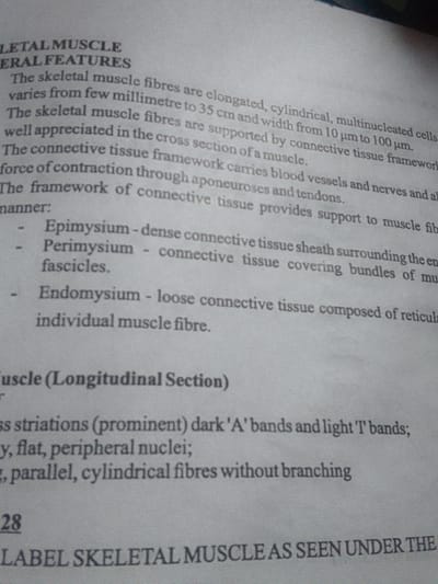The image displays a close-up shot of a printed page, likely from a biology or anatomy textbook, featuring detailed information about skeletal muscle. No people are visible in the frame; the primary subject is the text itself. The page is angled slightly, and the lighting is even, suggesting an indoor setting.

The visible text describes the general features and longitudinal section of skeletal muscle. Key characteristics mentioned for skeletal muscle fibres include being "elongated, cylindrical, multinucleated cells," varying in length from a "few millimetre to 35 cm" and width from "10 µm to 100 µm." The text also details the connective tissue framework supporting these fibres:
*   **Epimysium**: Described as a "dense connective tissue sheath" surrounding the entire muscle.
*   **Perimysium**: A "connective tissue covering bundles of muscle fascicles."
*   **Endomysium**: Defined as "loose connective tissue composed of reticular connective tissue surrounding individual muscle fibre."

Further down, under a section titled "Muscle (Longitudinal Section)," features such as "prominent dark 'A' bands and light 'T' bands," "flat, peripheral nuclei," and "parallel, cylindrical fibres without branching" are listed.

A number "28" is prominently displayed towards the bottom of the page, possibly indicating a question number or a figure label. The bottom of the page also shows a partial sentence: "LABEL SKELETAL MUSCLE AS SEEN UNDER THE". The text is black on a light background, with some areas appearing slightly out of focus or grainy, consistent with a photograph of a printed document.
