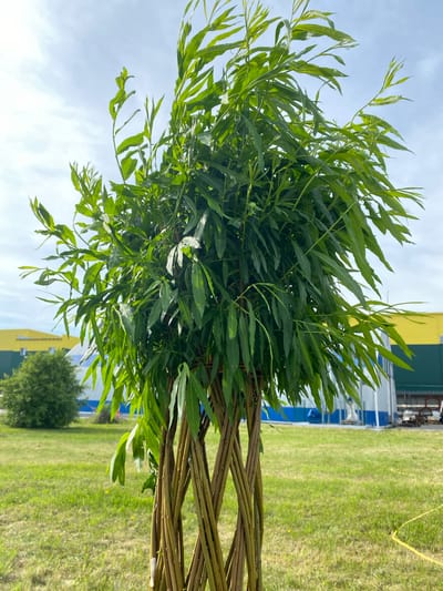 The image shows a braided tree trunk with green leaves extending upwards. The background includes a grassy area, a partially visible building with yellow and blue sections, and a blue sky with scattered clouds. The image appears to be taken outdoors. Although the question mentions Aramil, Russia, nothing in the image specifically confirms this location.