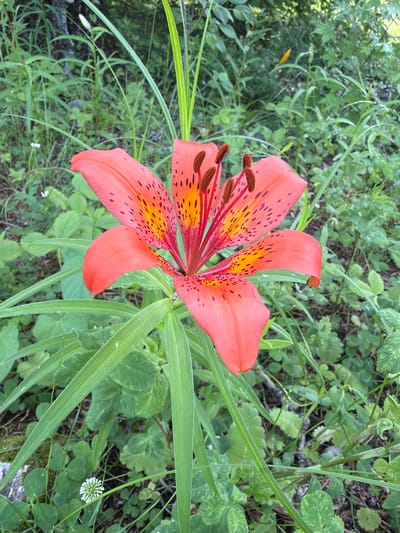 A close-up, eye-level, portrait shot shows a bright coral-colored lily flower with dark speckles and yellow markings. The lily has six prominent petals that curl outwards, revealing its central stamen and pistil, which are topped with brown anthers. The flower is surrounded by a dense, green, leafy environment. The background consists of more foliage, grasses, and some trees. There are no people in the image. The scene appears to be a natural setting, likely a forest floor or a wild garden, in Kul'dur, Russia.