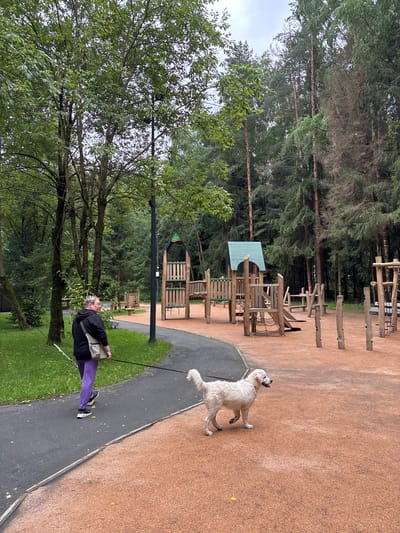 A person with blonde hair wearing a black hoodie and purple pants is walking a white dog on a leash in a park. The person is holding a white cane in their left hand. The dog is a golden retriever mix and is looking to the right. The park has a playground with wooden structures, a paved path, and a grassy area. The background consists of trees and a cloudy sky. The location is in the city of Pavlovskaya Sloboda, Russia.