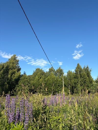 A wide, low-angle shot captures a summer field of lupines in the village of Ostrovskoye, Russia, under a bright, blue sky dotted with wispy white clouds. A dark power line cuts diagonally across the upper left of the frame. The foreground is dominated by a dense patch of purple lupine flowers interspersed with tall green grasses and other wild vegetation. Behind the flowers, a line of lush green trees forms a dense woodland backdrop. Sunlight illuminates the scene, casting a warm glow on the foliage. The image is static, with no visible movement or human presence. The environment suggests a rural or natural setting within the Ostrovskoye municipality.