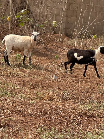 This image depicts a rural scene in Agbogugu, Nigeria. Two sheep are present on dry, reddish-brown ground covered with sparse, dried vegetation and some green shoots. The sheep on the left is light-colored, predominantly white, with black markings on its face and lower legs; it is standing still and looking directly forward. A blue collar or rope is visible around its neck. The sheep on the right is largely black with a distinct white, inverted heart-shaped marking on its left flank and a white head; it is positioned in profile, walking towards the right of the frame. In the background, a concrete block wall is partially visible, partially obscured by numerous thin, mostly leafless plant stalks or branches, with some green foliage present on a few plants. The scene is illuminated by natural light, suggesting daytime conditions.