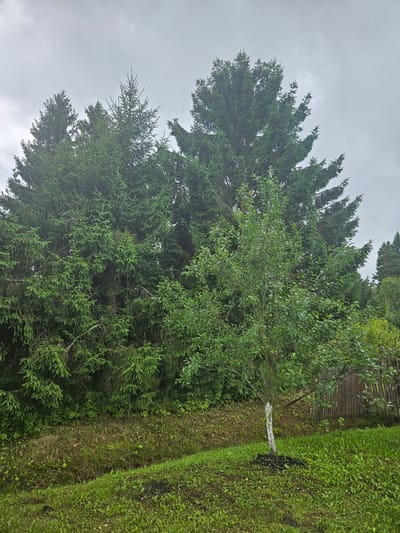 This is a medium-shot, eye-level, outdoor photograph of a natural scene in Kurovo, Russia, under an overcast sky. In the foreground, lush green grass covers a gentle slope. A small, young tree with a white-painted base stands prominently in the center of the frame, surrounded by dark soil. To the right of the tree, a rustic wooden fence made of vertical planks is visible. Behind the tree, a dense wall of dark green evergreen trees, likely spruces, dominates the mid-ground, with some branches reaching towards the foreground. A patch of darker vegetation and soil is visible between the foreground grass and the evergreen trees. The background consists of more evergreen trees receding into the distance. The overall atmosphere is somber and natural.