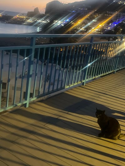A high-angle, nighttime shot, potentially taken from a balcony, shows an outdoor space with a dark cat standing on the wooden floor. The lighting is dim, casting long shadows from the wooden planks. A blue metal railing runs along the left side of the frame. In the background, blurred lights suggest a cityscape, possibly a coastal urban area with visible water. The general location is identified as Puerto Rico, Spain.