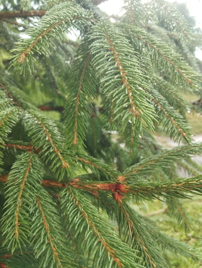 A close-up, eye-level, vertical shot captures a cluster of lush green pine branches. The pine needles are wet, with small water droplets visible on them, suggesting recent rain or dew. The branches are dense, with individual needles sharply defined. The background is blurred, with hints of green foliage and a pale, overcast sky. The scene is devoid of any human presence or activity. The image does not contain any information that would place it specifically in Vinkivtsi, Ukraine.