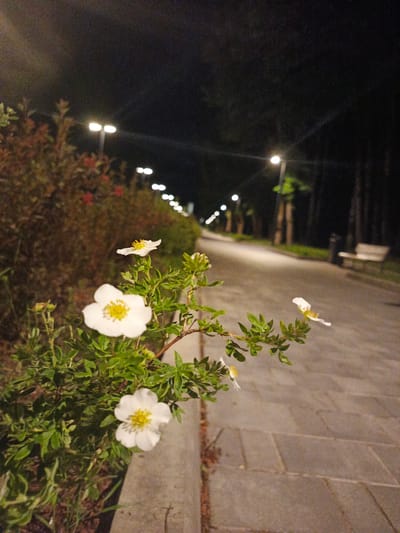 This image depicts a dimly lit park or walkway at night. In the foreground, a flowering plant with white blossoms and green leaves is in focus. Behind the plant, a paved walkway stretches into the distance, illuminated by a series of streetlights. The walkway is bordered by trees on the right side and a low hedge or bush on the left. A park bench and a trash receptacle are visible in the background, further down the walkway. The overall atmosphere is quiet and serene. There is no indication of the city of Lubnya, Russia, or any specific geographical context beyond what is visible in the image.