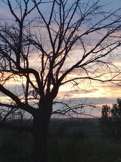 A silhouetted, leafless tree dominates the foreground against a dusky sky. The sky exhibits a gradient of colors, transitioning from a pale blue at the top to hues of pink and orange near the horizon, interspersed with gray clouds. The tree's branches are intricate and spread widely, obscuring parts of the sky and creating a natural frame. In the background, a dark, undulating landscape is visible, suggesting hills or fields. Two white structures, possibly small buildings, are faintly discernible in the distance. The overall impression is one of a serene, rural sunset.