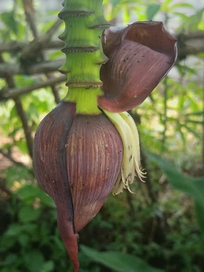 A close-up, vertical photograph details a developing banana blossom (*Musa acuminata*) attached to a bright green, segmented stem. The dominant part of the blossom is dark reddish-purple, tapering downwards, and exhibits visible vertical striations along with minute dark specks on its surface. An upper, curled bract has partially retracted, revealing several pale yellow-white male banana flowers or undeveloped fruit fingerlings beneath, some displaying fine white fibrous structures at their tips. The stem features distinct horizontal nodes. The background is an out-of-focus natural environment, comprising blurred green foliage and indistinct brown arboreal elements. No human subjects, artificial objects, or explicit actions are present. The scene is situated in Sindangasih, Indonesia.