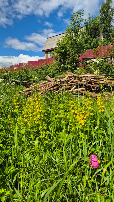 A vertical outdoor shot depicts a sunlit backyard scene in a rural setting, likely in Mashezero, Russia. The foreground is dominated by lush green grass and foliage, interspersed with clusters of small yellow flowers. A single, vibrant pink peony peeks out from the tall grass on the right side of the frame. Behind the vegetation, a pile of weathered wooden planks is stacked against a red wooden fence. Further back, the roof of a simple, light-colored house is visible, with part of its red siding showing. The background reveals a bright blue sky dotted with fluffy white clouds. The overall impression is one of a serene, rustic summer day, possibly late afternoon given the warm sunlight casting shadows. There is no text visible in the image.