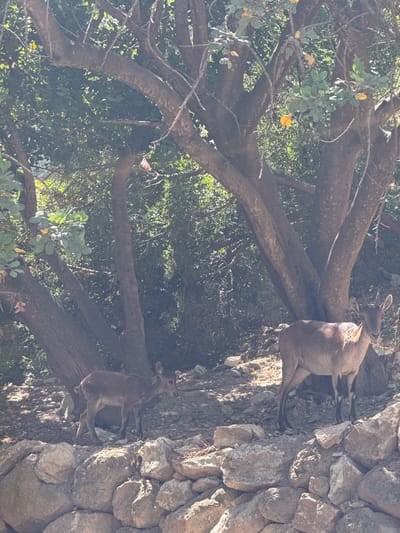 Two ibex are visible in the image, standing on a rocky slope next to a large tree. The ibex are brown and appear to be foraging or resting. The tree has thick branches and green leaves, some of which are yellow, suggesting it may be autumn. The background is filled with more greenery and rocks. The scene is outdoors and appears to be during the day, with sunlight casting shadows. The terrain suggests a natural, possibly mountainous or hilly environment. The image seems to capture a moment of wildlife in its natural habitat.