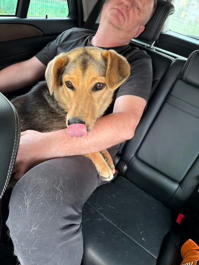 The image depicts a close-up view of a medium-sized dog, a breed that appears to be a mix of shepherd and something else, being held by a man in the backseat of a vehicle. The dog has tan and black fur and is looking directly at the camera with its tongue sticking out slightly. The man, partially visible, is wearing a dark t-shirt and dark pants. The interior of the car is visible, with black leather seats covered in dog hair. The background shows a window with a view of greenery and a fence, suggesting an outdoor setting, possibly in a suburban or rural area. The location of Сатка, Russia is not indicated in the image itself.