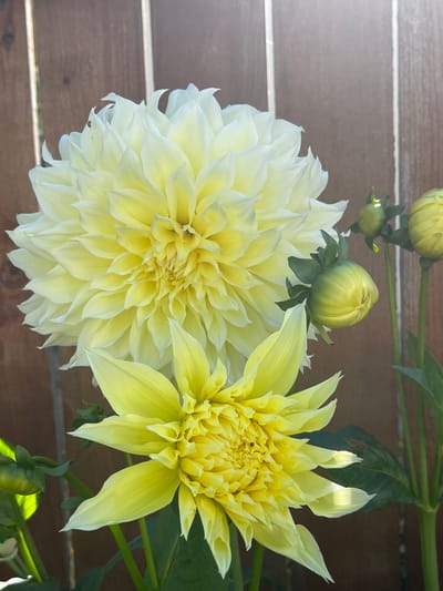 Two dahlia flowers, one larger and pale yellow, the other smaller and bright yellow, are blooming in front of a wooden fence. Several green dahlia buds are also visible, some partially opened. The scene is likely outdoors, in a garden. The city of Gresham, United States of America is not depicted in the image.