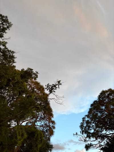 The image shows a low-angle view of trees against a cloudy sky, in South Venice, United States of America. The sky is a mix of pale gray and light blue with some pinkish hues, suggesting either early morning or late afternoon. The trees are dense and green, with some bare branches visible. The foliage appears to be pine or a similar coniferous type, characterized by its needle-like leaves. The composition is dominated by the sky, which takes up approximately two-thirds of the frame, while the trees occupy the lower portion, framing the scene from the left and right. There are no people or man-made structures visible in the image.