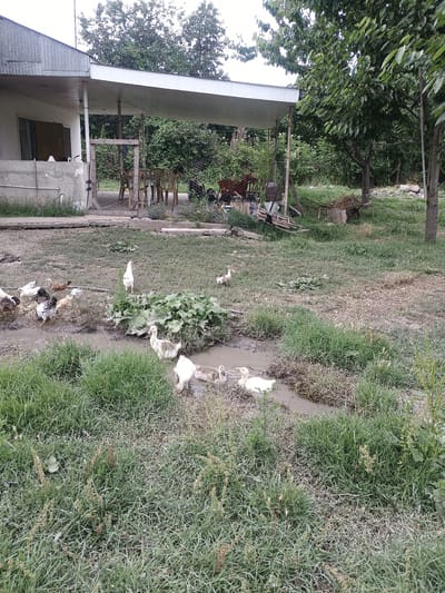 The image depicts an outdoor scene in Duztahiroba, Azerbaijan, likely during the daytime under overcast or slightly cloudy weather, given the diffused lighting. The setting is a rural or semi-rural area with a mix of structures and natural elements.
The primary subjects are a flock of ducks and chickens gathered around a muddy ditch or shallow watercourse. Several white ducklings and a few adult white ducks are visible in and around the water. There are also various chickens, some white, some brown, and some black and white, scattered on the grassy ground and near the water.
To the left of the frame, part of a building with a white roof and corrugated metal siding is visible, suggesting a residential or agricultural structure. Behind the building, there are trees with dense green foliage. Further in the background, there are more trees and some wooden structures, possibly part of a shed or outdoor seating area. A wire fence is also present, enclosing some of the area.
The ground is a mixture of grass, dirt, and mud, particularly concentrated around the water feature where the birds are congregating. Some vegetation, including broad-leafed plants, grows amongst the grass. The overall impression is of a somewhat unkempt, but functional, farmyard or backyard environment. No people are visible in the frame, and the focus is entirely on the animals and the surrounding landscape. The image does not contain any visible text.