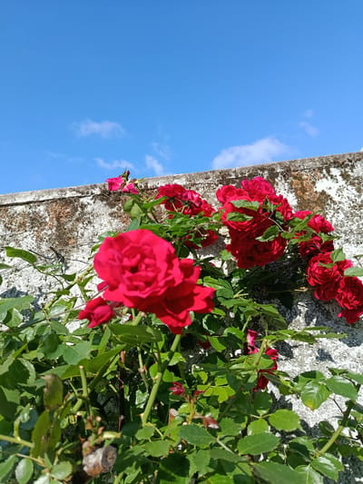 A low-angle, full shot captures a vibrant red rose bush growing against a weathered stone wall under a clear blue sky in Eltville, Germany. The rose bush, featuring deep red blooms and green leaves, dominates the lower half of the frame. A section of the wall behind the roses is covered with moss, lichen, or other organic material, and its upper edge is visible. The top half of the shot is a blue sky with a few scattered clouds. The lighting suggests a sunny day. No people are visible.
