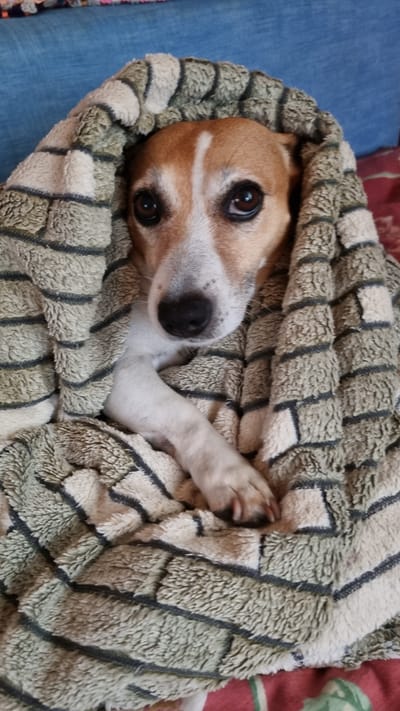 A tan and white Jack Russell Terrier is wrapped in a textured blanket. The dog is facing the camera with its head poking out from under the blanket. Its eyes are dark brown and its nose is black. One of its front paws is visible, resting on the blanket. The blanket has a pattern of beige and dark gray stripes. The background is blurred, but appears to be a couch or bed. The dog is in a home environment.