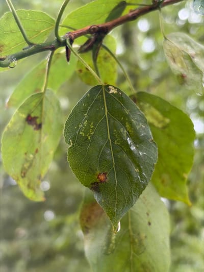 This is a close-up photograph of wet green leaves on a tree branch. The image is an outdoor scene, likely in Vostochny District, Russia, given the context. The leaves are a vibrant green, with some showing signs of discoloration and spots, possibly due to disease or natural aging. A few water droplets are visible on the leaves and stems, indicating recent rainfall or dew. The background is blurred, suggesting a shallow depth of field, with hints of other greenery and bright, out-of-focus circles that could be sunlight or reflections. The focus is on the central leaf, highlighting its intricate vein structure and a small, reddish-brown insect or spot on its surface. The overall impression is one of natural detail and the dampness of the foliage.