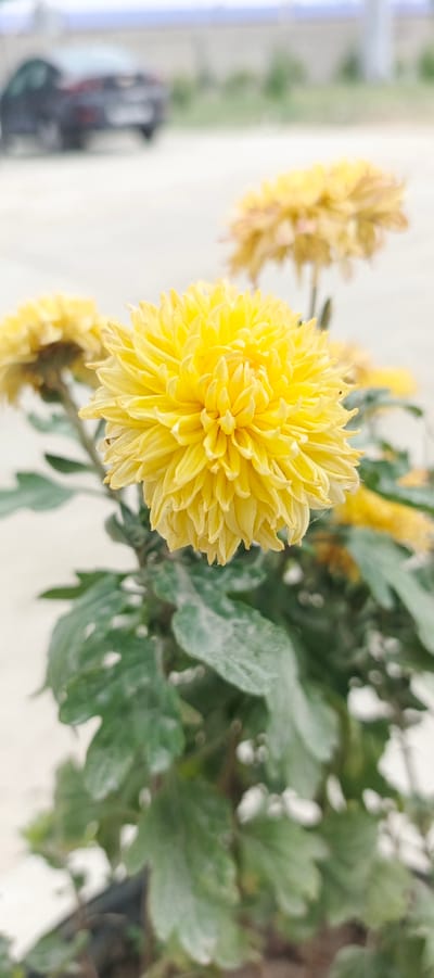 This media file is a close-up, vertical shot of a vibrant yellow chrysanthemum flower in full bloom. The flower is the primary subject, with its intricate petals filling the foreground and drawing the viewer's attention. Several other yellow chrysanthemums are visible in the background, slightly out of focus, creating a soft bokeh effect. The plant has dark green, leafy foliage, which appears to have some dust or debris on its surface.
The scene is set outdoors, as suggested by the natural lighting and the blurred background which includes what appears to be a paved area and a dark-colored car in the distance. The car is out of focus but implies an urban or semi-urban setting. The overall lighting suggests it could be daytime, with overcast or diffused light, as there are no harsh shadows. There are no people or specific events depicted; the focus is solely on the floral subject.
No visible text is present in the image. The emotion conveyed is one of natural beauty and tranquility, with the bright yellow of the flower offering a cheerful and uplifting presence. The location context of Mehrabad, Uzbekistan, does not offer specific visual cues within the image itself, but provides a geographical setting for the photograph.