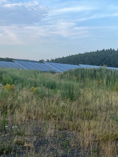 The image depicts a solar farm situated in a rural landscape, likely on the outskirts of Momberg, Germany, given the context of the request. In the foreground, a field of tall, dry grasses and wildflowers creates a natural, somewhat overgrown environment. Some yellow wildflowers are visible amidst the grass. Behind this field, a large array of solar panels is arranged in neat rows, angled towards the sky. These panels extend across the midground of the image. The background is dominated by a dense forest of evergreen trees, forming a dark green line against the horizon. The sky above is a pale blue with scattered, wispy clouds, suggesting it may be daytime, possibly late afternoon or early morning. The scene appears serene and unoccupied by people or animals. The overall impression is one of a renewable energy installation integrated into a natural setting.