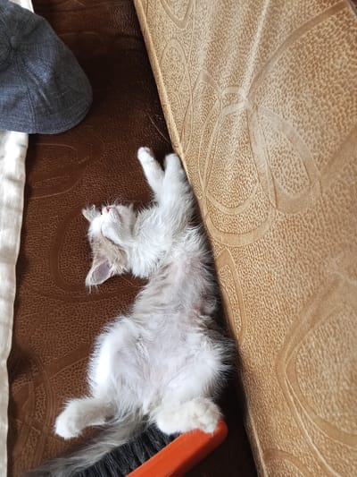 A fluffy kitten is sleeping on a brown surface, possibly a couch or a mat, with its body stretched out. The kitten is primarily white with some grey or brown markings on its head and tail. Its eyes are closed, and its mouth is slightly open, revealing a tiny pink tongue. One of its paws is extended upwards, and another is resting on an orange object, which appears to be part of a broom. To the left of the kitten, a dark grey cap is visible, and next to it is a white striped fabric. The background features a textured, light brown surface with a repeating pattern. The lighting suggests it might be daytime. The overall scene conveys a sense of peaceful slumber and domestic comfort.