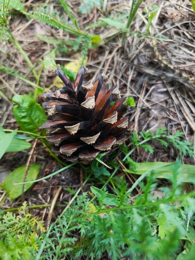 A close-up, eye-level shot captures a pine cone resting on the forest floor in Uryupinsk, Russia. The pine cone, dark brown and red with lighter tips on its scales, is partially surrounded by lush green foliage. Dead leaves and dry grass form the background, creating a natural, outdoorsy scene. The image is sharp and focused on the pine cone, with the surrounding environment slightly blurred.
