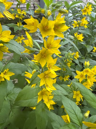 A close-up, eye-level shot captures a cluster of yellow flowers with five petals each, their centers appearing slightly darker. The flowers are predominantly in focus, with some buds visible. They are surrounded by lush green leaves, some of which are also in focus while others are blurred, creating a depth-of-field effect. In the background, a blurred brick wall is visible, suggesting an outdoor setting. The image is taken during daylight. The scene is located in Kuzmolovskiy, Russia.