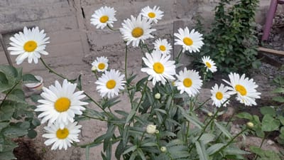 The image shows a cluster of white daisies with yellow centers growing outdoors in Sülüktü, Kyrgyzstan. The daisies are in various stages of bloom, with some fully open and others still in bud. They are surrounded by green foliage and growing in a sandy, uncultivated area with a concrete wall in the background. Some debris, including a small plastic container, is visible on the ground. A dense green plant is growing behind the daisies, and further back, there appears to be a construction area with wooden planks and purple tubing. The lighting suggests it is daytime, with soft shadows indicating overcast or diffused sunlight. There are no people or animals present in the scene.