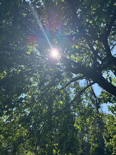 This image depicts a view looking upwards through the dense foliage of a tree, with the sun shining brightly through the leaves. The sun's rays create a lens flare effect across the upper portion of the image. The leaves are a vibrant green, indicating a healthy tree in a season with ample sunlight. The background shows a clear blue sky, with the suggestion of other trees or buildings partially obscured by the leaves. The scene is likely outdoors in an urban or suburban setting, given the reference to Talas, Kyrgyzstan. There are no people or specific actions captured in this static image.