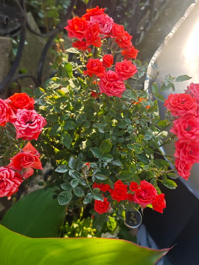 In Lügde, Germany, a close-up shot captures a vibrant cluster of bright red roses in full bloom. The roses, some fully open and others in bud, are densely packed on a bush with lush green leaves. The setting appears to be an outdoor garden or patio, with a blurred background that includes a dark metal railing on the left and a metallic, reflective surface on the right. A large, bright green leaf with red edges is prominently featured in the foreground, partially obscuring the rose bush. The lighting suggests it is daytime, with sunlight glinting off the metallic object. No people are visible in the image.