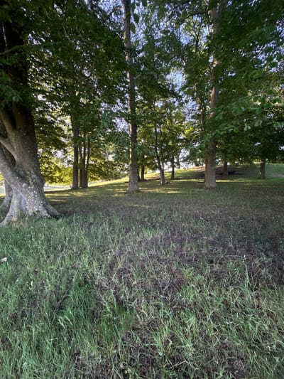 The image depicts a park-like setting with a row of mature trees on the left and a grassy area on the right. The trees have full, green canopies that cast shadows on the ground. The sunlight filters through the leaves, creating a dappled effect. The grassy area is uneven and appears somewhat dry in places, with some patches of bare earth. In the background, more trees can be seen, suggesting a wooded area or a larger park. The overall impression is one of a serene, natural environment. The time of day appears to be late afternoon or early evening, given the long shadows. There are no people or specific objects visible, and the scene is peaceful and quiet. The location cues suggest it is a temperate climate, consistent with Denmark.